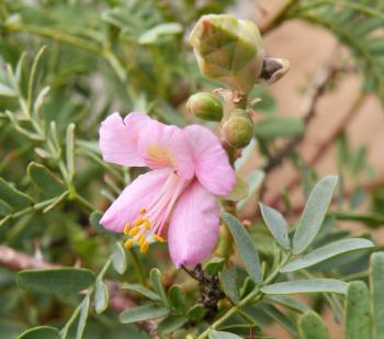 Caesalpinia bracteata