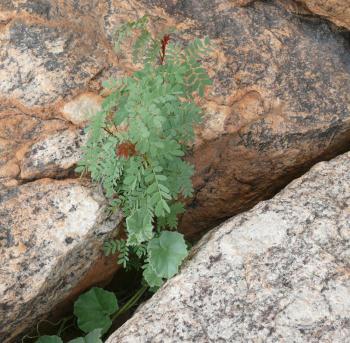 A young plant growing in a Naros granitoid rock crevice