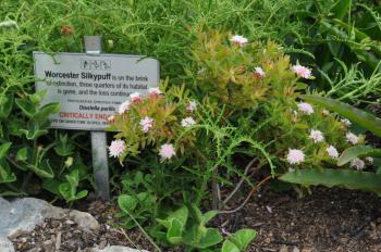 Diastella parilis, Garden of Extinction, Kirstenbosch NBG.