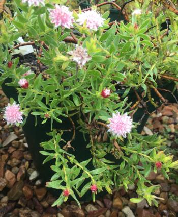 Diastella parilis is suitable for containers