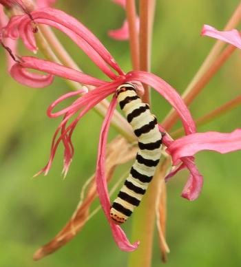 Cherry Spot Lily Borer (Diaphone mossambicensis) feeding on Nerine krigei (Clinton Rautenbach)