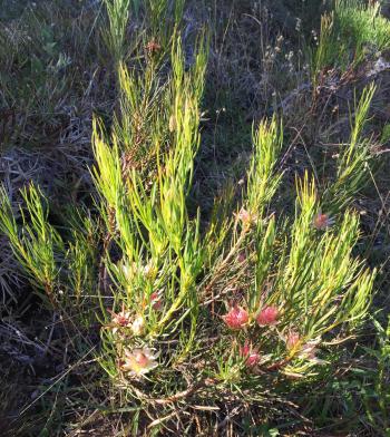 Protea odorata, a sparsely branched fynbos shrub