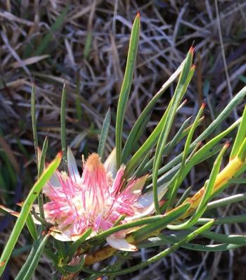 Needle-like, spine-tipped leaves pointing upwards