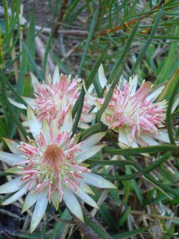 Protea odorata, bowl shaped flowerheads 20-30 mm in diameter