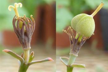Female develops into a smooth, curved capsule