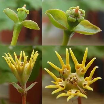 Crown-like yellow cyathium is several male flowers encircling the female flower