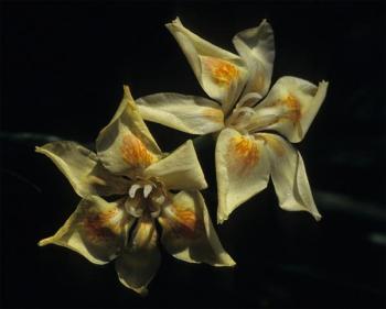 Dietes flavida (John Manning)