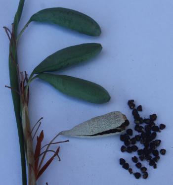 Dietes flavida, capsules and seeds (Graham Duncan)