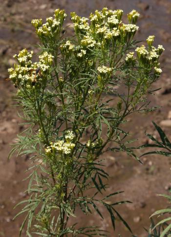 Tagetes minuta best sale