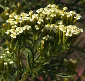 Tagetes minuta new arrivals