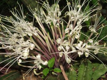 Close-up of the tubular flowers of Sansevieria hallii flowering in the Botanical Society Conservatory, Kirstenbosch.