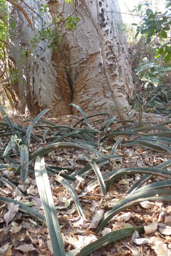 Sansevieria hallii growing below a baobab tree in southern Zimbabwe.