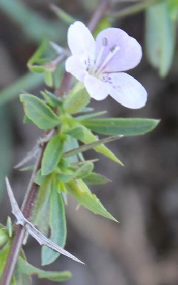 Barleria virgula, spiny calyx lobes and bracteoles at the base of each flower.