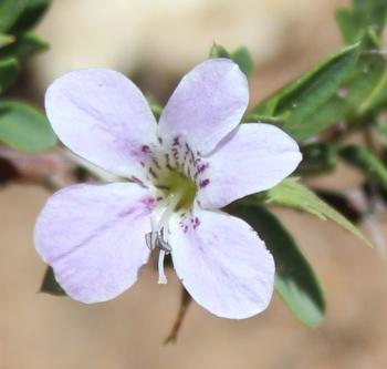 Barleria virgula 