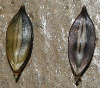 Barleria virgula seeds