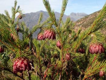 Protea nana in habitat, Limietberg, Du Toits Kloof Mountains (Marian Oliver)