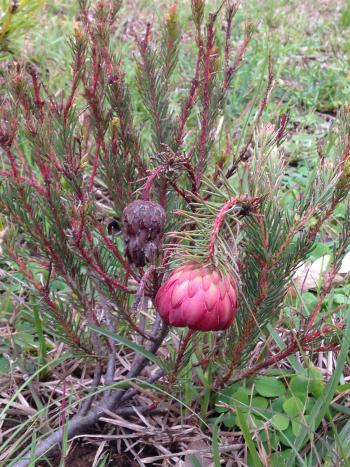 Protea nana in Kirstenbosch Stock Beds