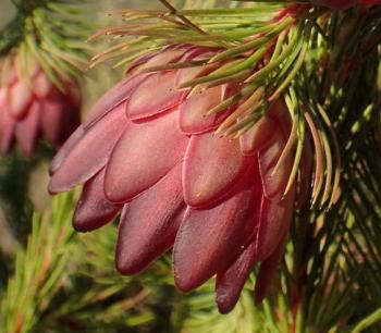 Protea nana (Marian Oliver)