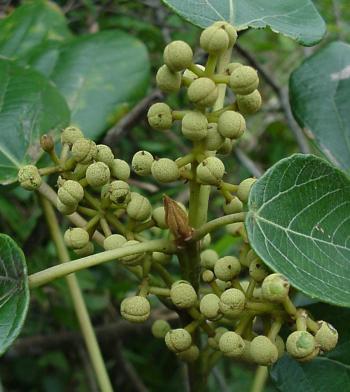 Macaranga capensis in fruit (Geoff Nichols).