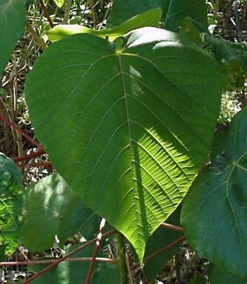 Leaf on a Macaranga capensis seedling (Geoff Nichols).