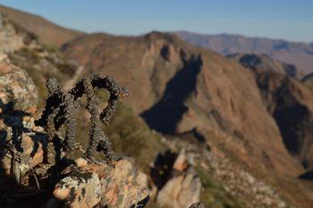 Othonna herrei growing in the Richtersveld (Pieter van Wyk)