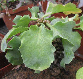 Othonna herrei, fleshy, bluish-green leaves.