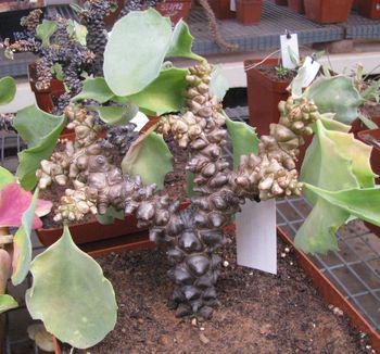 Othonna herrei in cultivation at the Karoo Desert NBG.
