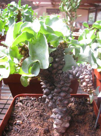 Othonna herrei in cultivation at the Karoo Desert NBG.