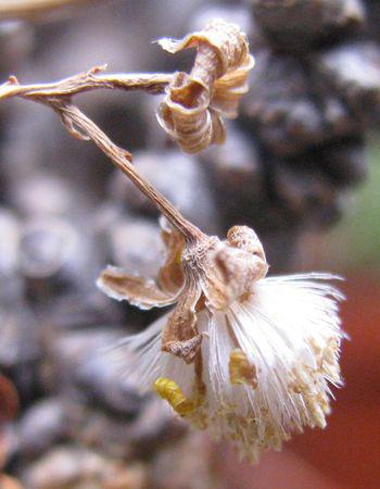 Othonna herrei, fruit is an achene with a pappus of long hairs.