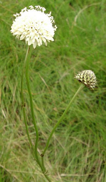 Cephalaria pungens 