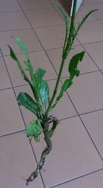 Cephalaria pungens, root and leaves.