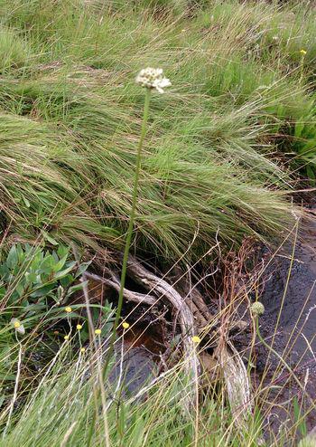 Cephalaria pungens growing beside a stream in habitat.