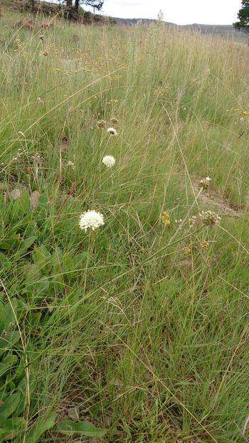 Cephalaria pungens prefers upland grasslands, streamsides, forest margins and swampy areas.