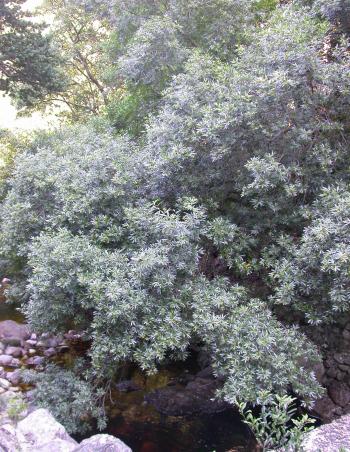 Platylophus trifoliatus growing in habitat, in Disa Kloof.