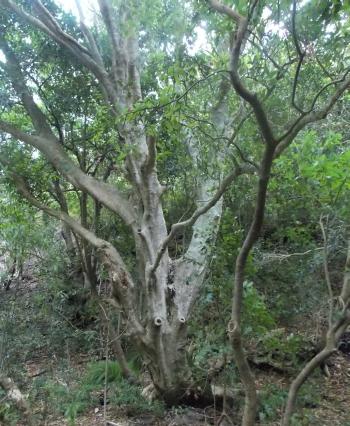 Platylophus trifoliatus growing in habitat, in Disa Kloof.