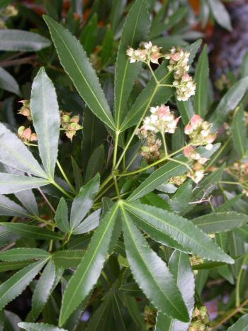 Leaves are opposite, compound trifoliate, with serrated margins. 