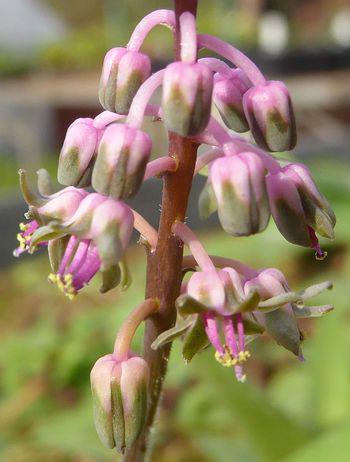 Flowers curve downward when in bud, becoming straighter and elongating when open.