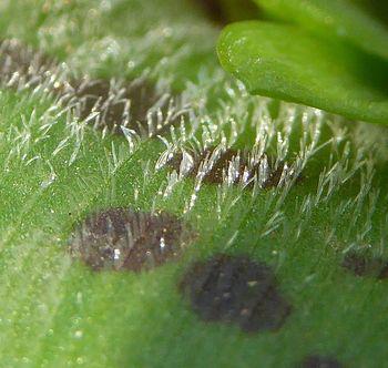 Ledebouria parvifolia upper leaf surface with rows of minute glassy hairs.