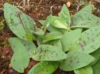 A densely gregarious, dwarf bulbous plant.