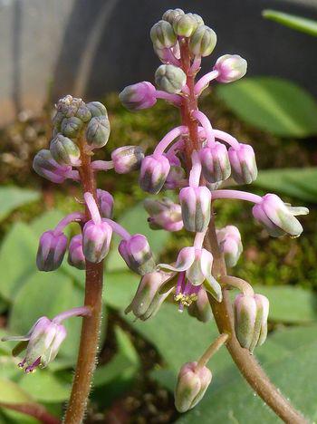 Short, unbranched inflorescences in early spring.