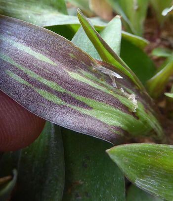 The leaf underside is often completely red or green or suffused with red, especially towards the base.