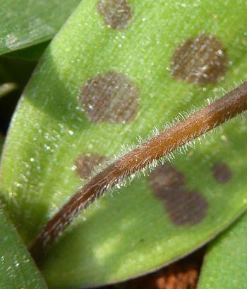 Ledebouria parvifolia upper surfaces of leaves and peduncles are covered with minute glassy hairs.