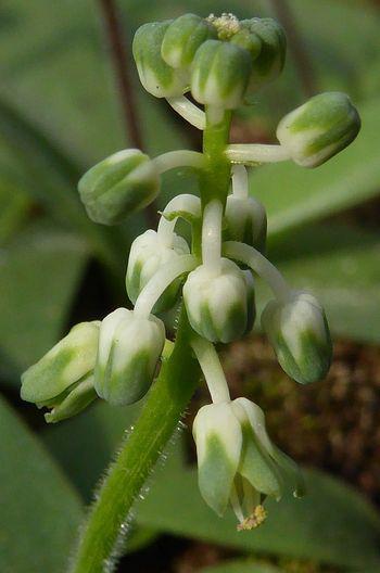 Rare white form of Ledebouria parvifolia.