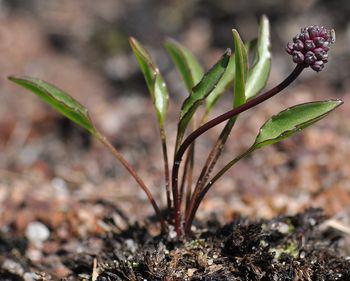 Ledebouria remifolia, a dwarf, usually solitary, bulbous plant.