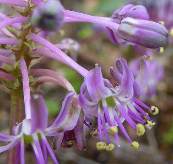 Ledebouria remifolia tepals reflex when open.