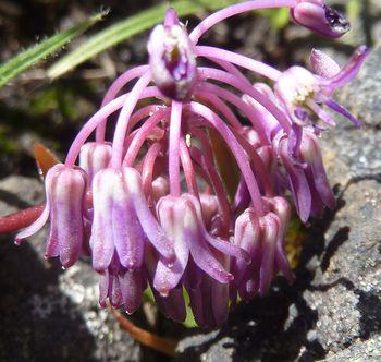 Ledebouria remifolia, has a slender, unbranched inflorescence in early spring.