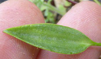 Ledebouria remifolia has unspotted leaves at the end of a long, slender petiole-like stalk.