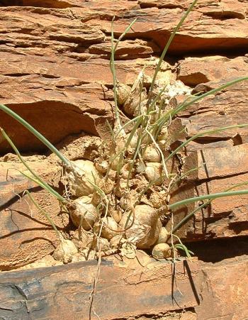 Drima loedolffiae in habitat, growing on a rocky cliff along the Kei River (Eastern Cape).