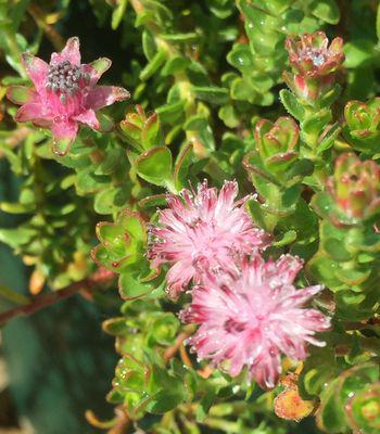 Diastella divaricata subsp. divaricata grafted onto Leucospermum 'Veldfire'.