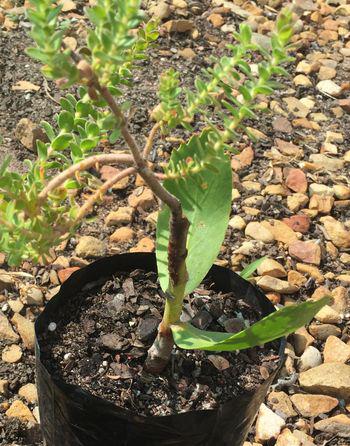 Diastella divaricata subsp. divaricata grafted onto Leucospermum 'Veldfire'.